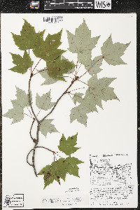 Acer rubrum var. rubrum image