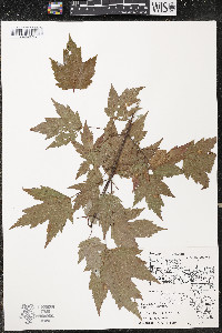 Acer rubrum var. rubrum image
