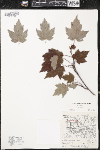 Acer rubrum var. rubrum image