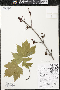 Acer rubrum var. rubrum image