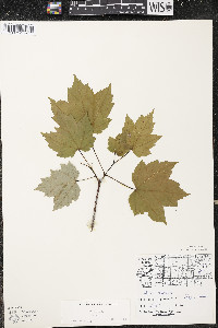 Acer rubrum var. rubrum image