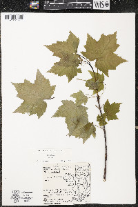 Acer rubrum var. rubrum image