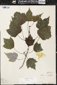 Acer rubrum var. rubrum image