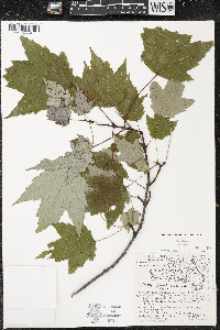 Acer rubrum var. rubrum image
