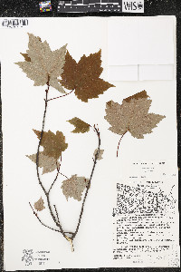 Acer rubrum var. rubrum image