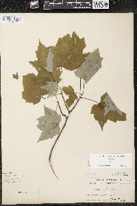 Acer rubrum var. rubrum image