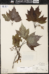 Acer rubrum var. rubrum image