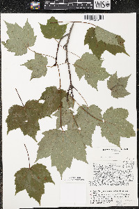 Acer rubrum var. rubrum image