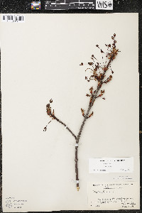 Acer rubrum var. rubrum image