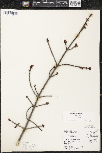 Acer rubrum var. rubrum image