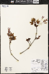 Acer rubrum var. rubrum image