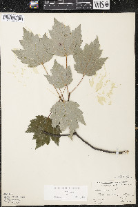 Acer rubrum var. rubrum image