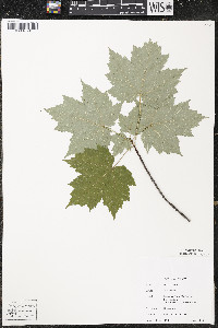 Acer rubrum var. rubrum image