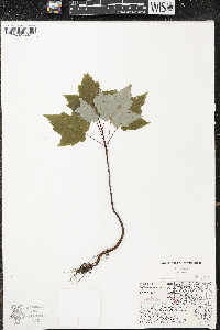 Acer rubrum var. rubrum image