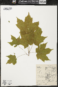 Acer saccharum var. saccharum image