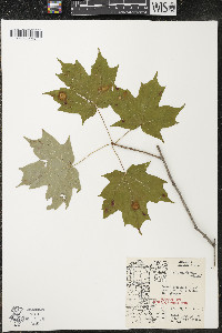 Acer saccharum var. saccharum image