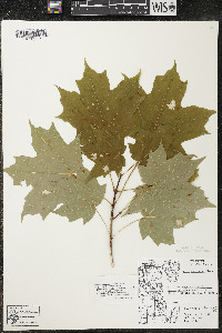 Acer saccharum var. saccharum image