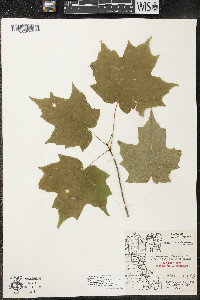 Acer saccharum var. saccharum image