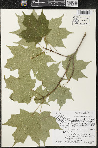 Acer saccharum var. saccharum image