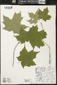 Acer saccharum var. saccharum image