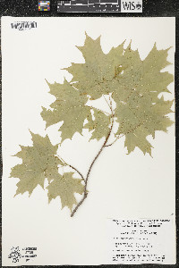 Acer saccharum var. saccharum image