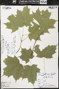 Acer saccharum var. saccharum image