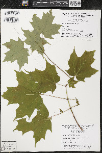 Acer saccharum var. saccharum image