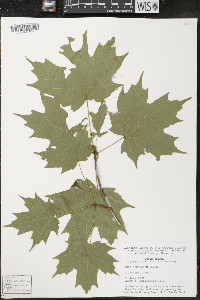 Acer saccharum var. saccharum image