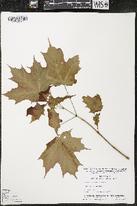 Acer saccharum var. saccharum image