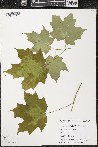 Acer saccharum var. saccharum image