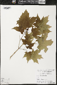 Acer saccharum var. saccharum image