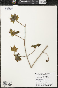 Acer saccharum var. saccharum image