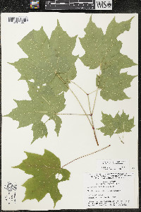 Acer saccharum var. saccharum image