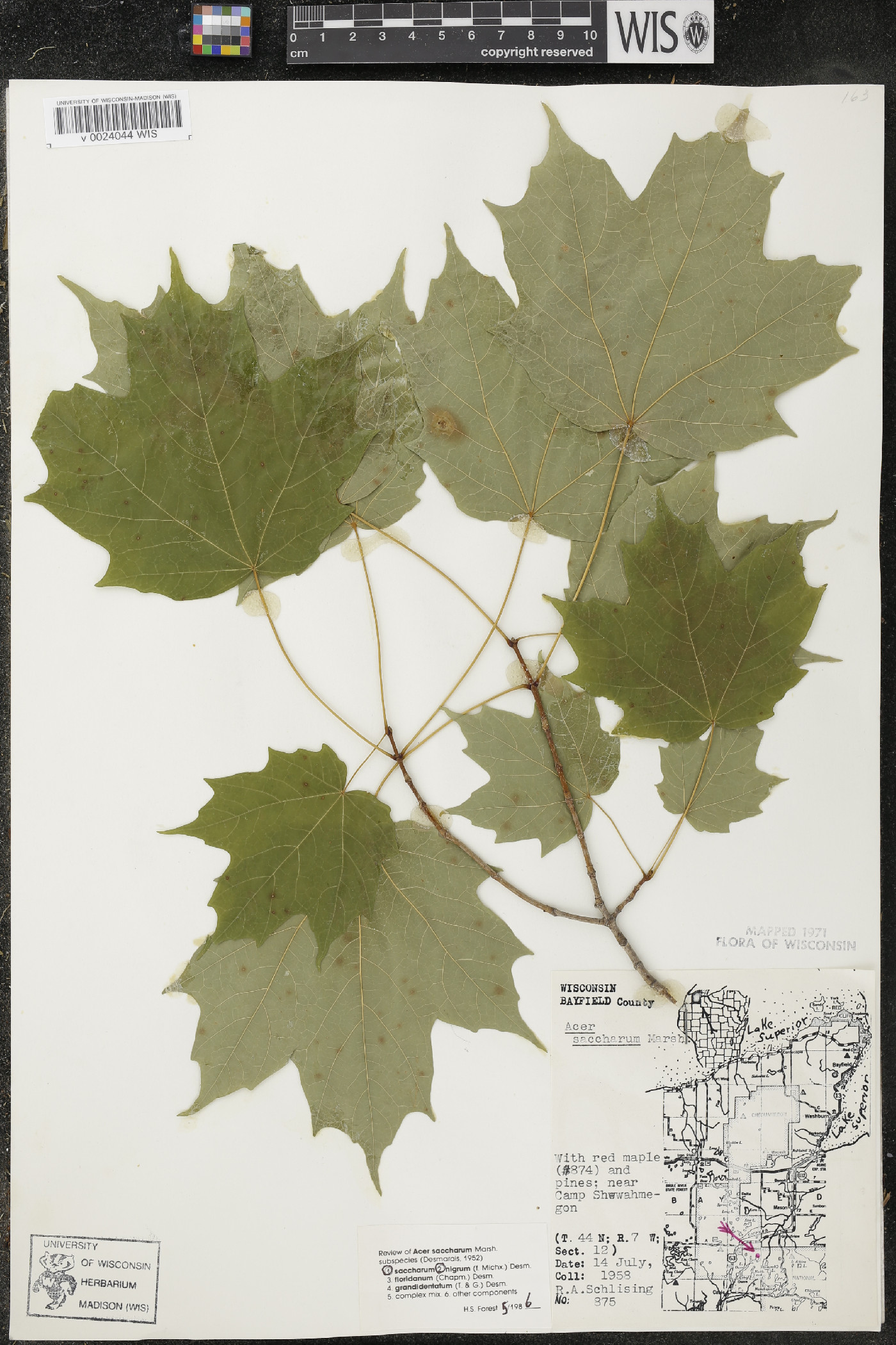 Acer saccharum var. saccharum image