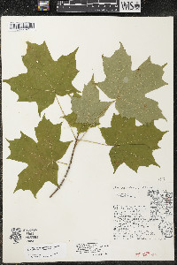 Acer saccharum var. saccharum image