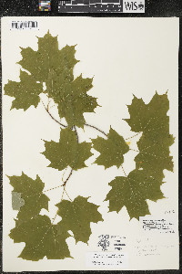 Acer saccharum var. saccharum image
