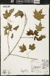 Acer saccharum var. saccharum image