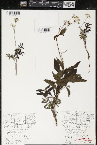 Aralia hispida image