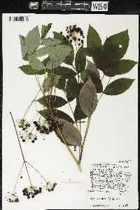 Aralia hispida image