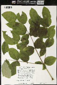 Aralia hispida image