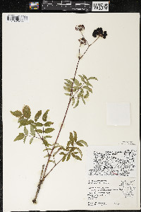 Aralia hispida image