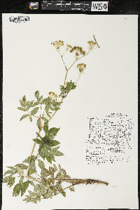 Aralia hispida image