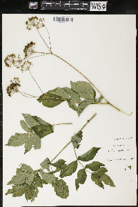 Aralia hispida image