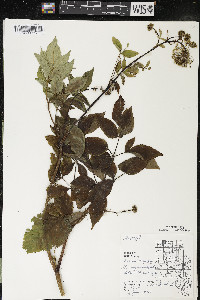 Aralia hispida image