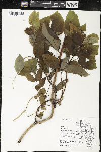 Aralia hispida image