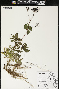 Aralia hispida image