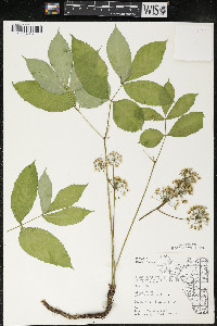 Aralia nudicaulis image