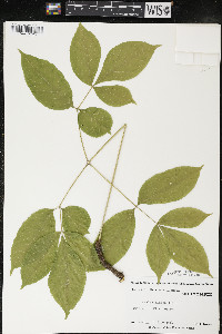 Aralia nudicaulis image