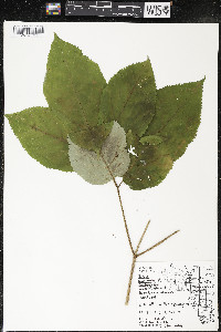 Aralia nudicaulis image