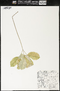 Aralia nudicaulis image